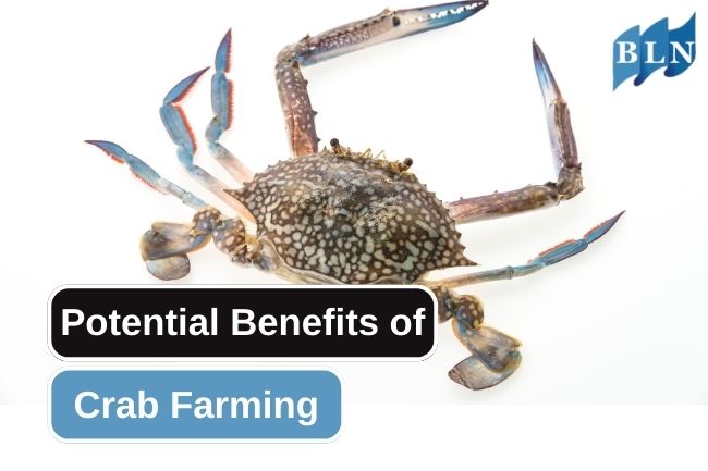 Potential Opportunities of Crab Farming in the Seafood Industry